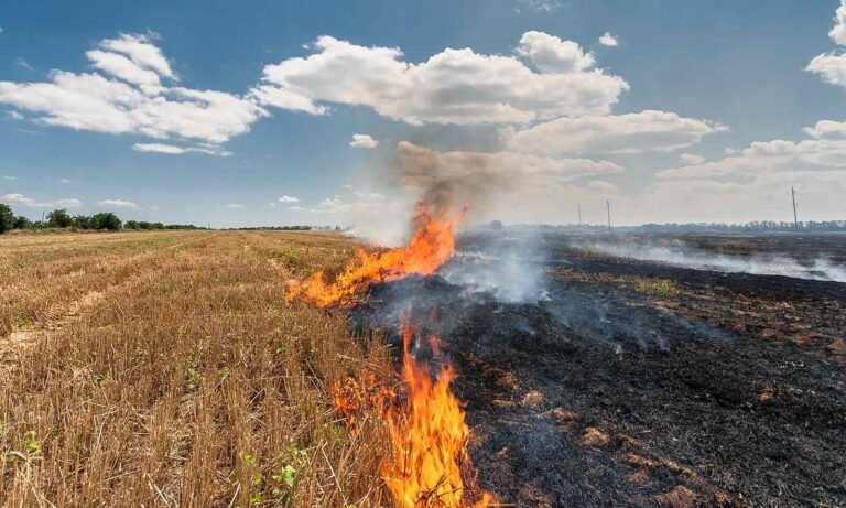 Punjab Stubble Burning Cases