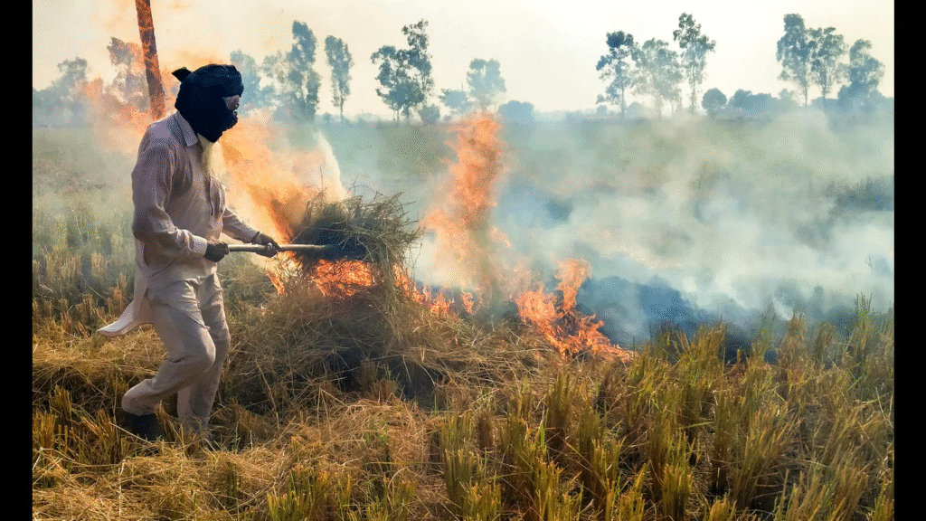Punjab Stubble Burning Cases